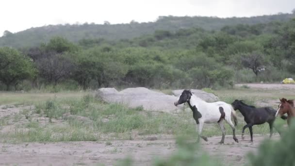Slow motion scene of group of horses walking on the field. First hose with bell. Backgorund of hills, and rocks. Capilla del Monte, Cordoba, Argentina — Stock Video