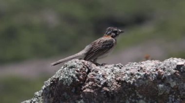 Zıplayan ve geri dönen bir kuş sahnesi. Rüzgarla hareket eden tüyler. Zonotrichia capensis, chingolo. Cordoba, Arjantin. Quebrada del Condorito