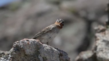 Kayanın üzerinde duran kuşun görüntüsü görüntüden dışarı fırlıyor. Rüzgarla hareket eden tüyler. Zonotrichia capensis, chingolo. Cordoba, Arjantin. Quebrada del Condorito