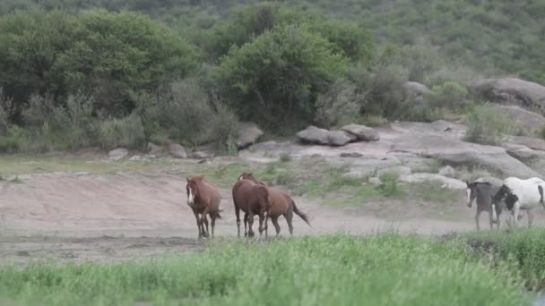 Scène au ralenti d'un groupe de chevaux marchant et courant sur le terrain. Backgorund de collines et de rochers. Capilla del Monte, Cordoue, Argentine 
