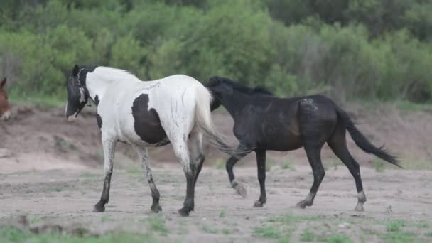 Slow motion scene van een groep paarden die over het veld lopen. Eerste slang met bel. Rug van heuvels en rotsen. Capilla del Monte, Cordoba, Argentinië — Stockvideo