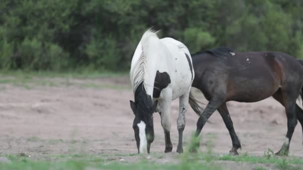 Scena al rallentatore di cavalli bianchi e neri che mangiano erba in campagna. Paesaggio boscoso e altri cavalli che penzolano sullo sfondo. Capilla del Monte, Cordoba, Argentina — Video Stock