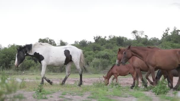 Scène au ralenti d'un groupe de chevaux marchant sur le terrain. Backgorund de bois et de chevaux mangeant de l'herbe. Capilla del Monte, Cordoue, Argentine 