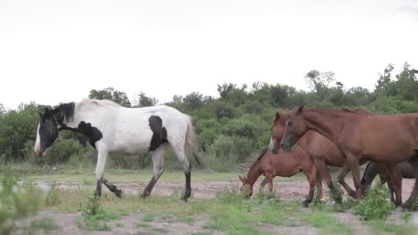 フィールド上を歩く馬のグループのスローモーションシーン。草を食べる森や馬の背景。アルゼンチン・コルドバ州モンテ・カピラ — ストック動画