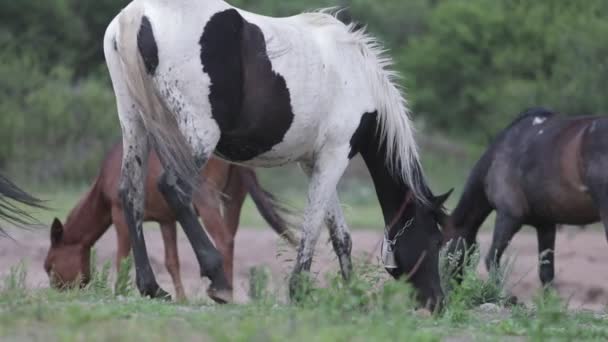 Paarden die gras eten. Buiten focus planten en bloemen op de voorgrond bewegen door de wind. Capilla del Monte, Cordoba, Argentinië. Langzame beweging 120 fps — Stockvideo