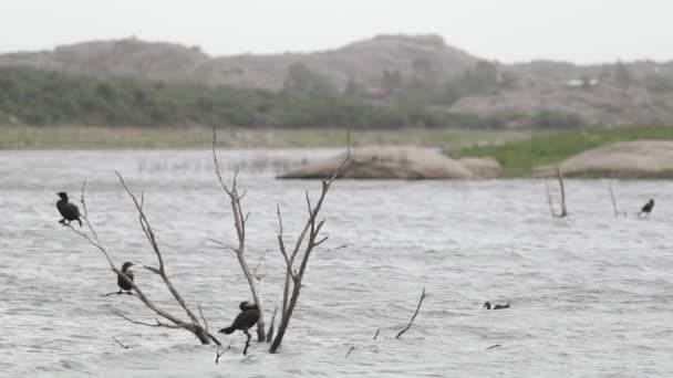 Ducks standing at tree brunches over flowing river, drying feathers. Duck floating along scene at background. Strong current of Calabaluma river at Capilla del Monte, Cordoba, Argentina. — Stock Video