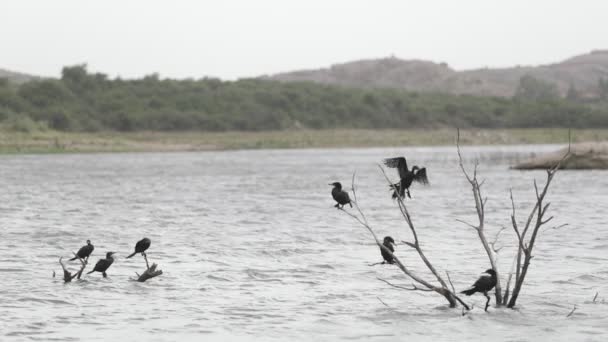 Scène au ralenti de deux groupes de canards reposant sur des brunchs d'arbres secs coulés dans la rivière. Flyes d'oiseaux de l'eau au brunch. Courant fort, montagne et bois en arrière-plan. Capilla del Monte, Cordoue — Video