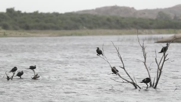 Cena de câmera lenta de dois grupos de patos que jazem sobre brunches de árvores secas afundados no rio. Corrente forte, montanha e bosques no fundo. Capilla del Monte, Córdoba — Vídeo de Stock