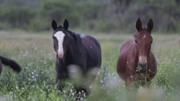 Trage beweging detail van paarden eten rond witte en gele graslanden bewegen door de wind. Paarden draaien zich om en lopen weg van de plaats delict. Capilla del Monte, Cordoba, Argentinië — Stockvideo