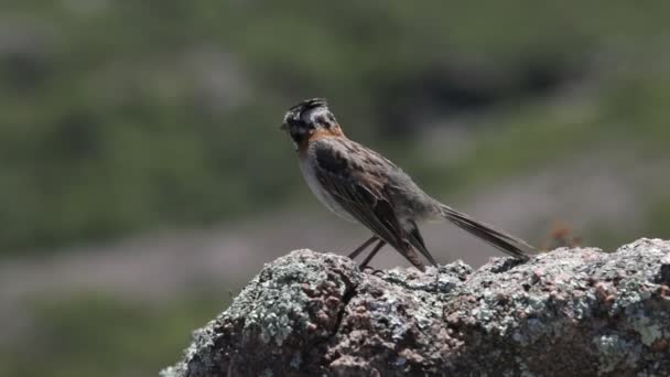 Птахи стоять на скелі і співають. З вітром рухаються пір'я. Zonotrichia capensis, chingolo. Кордова, Аргентина. Quebrada del Condorito — стокове відео