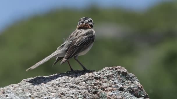 Vogeltafereel op een rots, zingend en kijkend naar het landschap. Springt uit het beeld. Veren bewegen met de wind mee. Zonotrichia capensis, chingolo. Cordoba, Argentinië. Quebrada del Condorito — Stockvideo