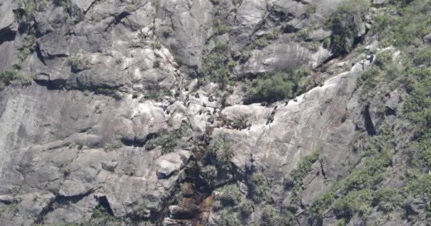 Huge group of Condors, Vultur gryphus, on mountain cliff between waterfall and woods taking a bath and resting. Condorera, Quebrada del Condorito, Cordoba, Argentina — Stock Video