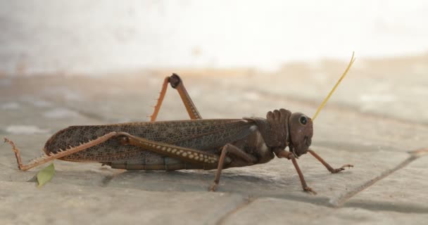 Detalj av gräshoppor från sidan som ligger stilla på golvet. Makro av brun och gul insekt. Gurka, Argentina — Stockvideo