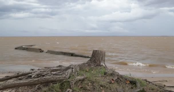 Kumlu sahilde ağaç kütüğü manzarası. Geniş Uruguay nehri ve dalgaları. Rüzgarlı bir gün. Ormanların yok edilmesi. Keşiş Bentos. — Stok video