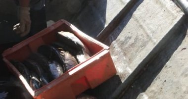 Balıkçı, ahşap teknenin içindeki konteynırdan taze balık sipariş ediyor ve başka bir adama veriyor. Kamyon için kutu hazırlıyor. İnsan eli ve balıklarının ayrıntıları. Villa Soriano, Uruguay