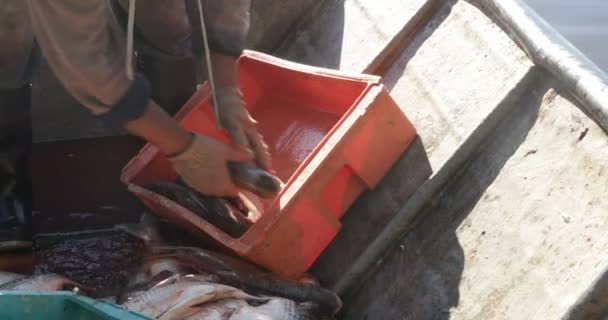 Рыбак заказывает свежую рыбу в контейнере, готовит коробку для грузовика. Деталь человеческих рук и рыб. Вилла-Сориано — стоковое видео