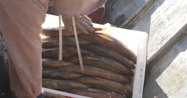 Pescatore che ordina pesce fresco in container, preparando scatola per camion. Dettaglio delle mani e dei pesci dell'uomo. Villa Soriano, Uruguay — Video Stock