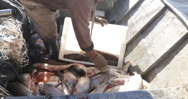 Pescador encomendar peixe fresco no recipiente, preparando caixa para caminhão. Detalhe das mãos e peixes do homem. Villa Soriano, Uruguai — Vídeo de Stock