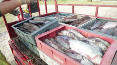 Balıkçı kamyon dolusu taze balığı kutulara dolduruyor, ticarete girmeye hazır. Seçmeli olarak kutulara odaklan. Villa Soriano, Uruguay