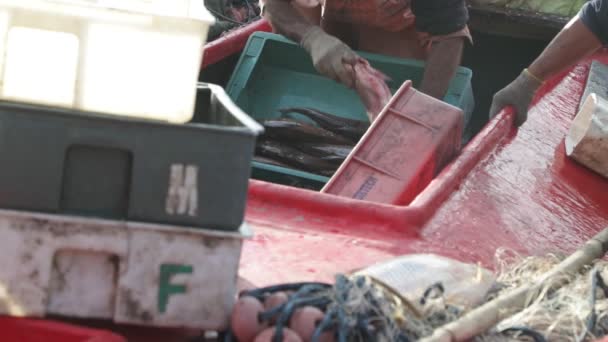 Pêcheur arrangeant les poissons dans une boîte pour conserver avec de la glace et passer au commerce. Concentrez-vous sélectivement sur les mains tout en travaillant. Villa Soriano, Uruguay — Video