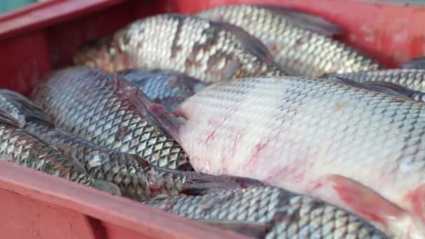 Kutudaki taze balık yığınını kapat. Pazar yerinde satılmaya hazır, temiz bir hayvan. Villa Soriano, Uruguay — Stok video