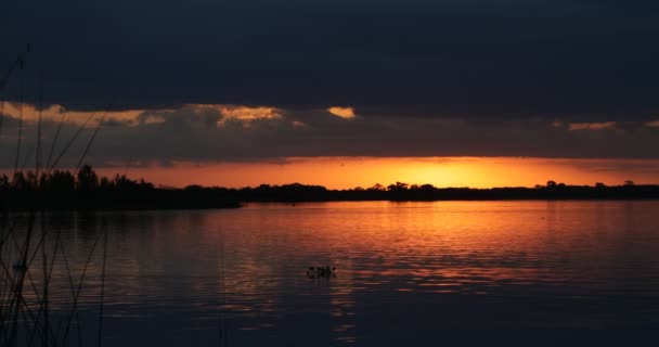 Colorido atardecer en un río. Movimiento de la corriente de agua con reflejos de colores anaranjados y negros del cielo sobre la superficie del agua. Sol y silueta de la costa en el horizonte. Soriano — Vídeo de stock