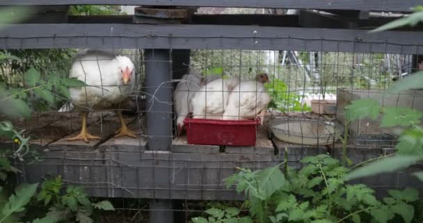 Groupe de poules blanches au poulailler se nourrissant de maïs. Concentration sélective sur les animaux. Alimentation biologique production saine. Clôture piégeant les animaux domestiques . — Video