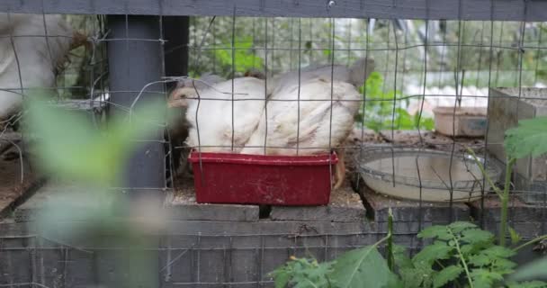 Grupo de galinhas brancas em galinheiro alimentando-se com milho. Foco seletivo em animais. Produção saudável orgânica alimentar. Cerca que prende os animais domésticos . — Vídeo de Stock