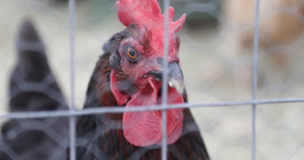 Selective focus of the crest and face of a hen. Close up of head, out of focus on fence and background. Chicken coop. Organic food production — Stock Video