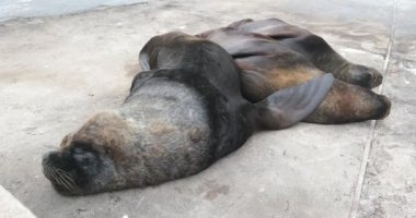 Sahilde, beton döşeme üzerinde dinlenen bir grup deniz kurdu. Sahilde uyuyan bir memeli ailesi. Punta del Este Limanı, Maldonado, Uruguay