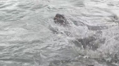 Limandaki deniz kurtlarına karga balığı atarken yavaş hareket eden bir adam. Deniz ürünleri yemek için atlayan ve yüzen memelileri kapatın. Punta del Este limanı. Maldonado, Uruguay