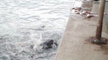 Limandaki deniz kurtlarına karga balığı atarken yavaş hareket eden bir adam. Süpürge temizleme rıhtımına ve deniz ürünleri yemek için zıplayan memelilere yakın. Punta del Este limanı. Maldonado, Uruguay