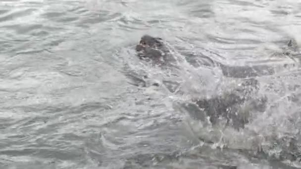 Limandaki deniz kurtlarına karga balığı atarken yavaş hareket eden bir adam. Deniz ürünleri yemek için atlayan ve yüzen memelileri kapatın. Punta del Este limanı. Maldonado, Uruguay — Stok video