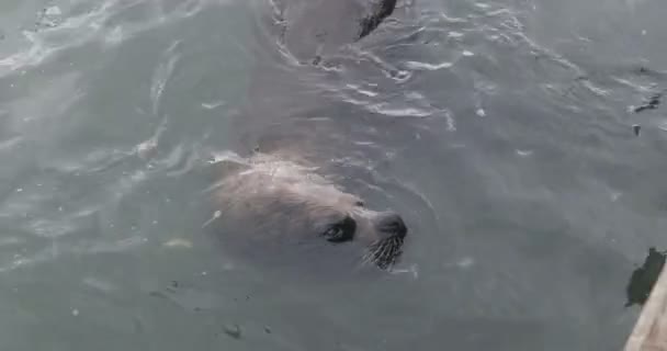 Close up de lindo lobo-do-mar espreitando para fora da superfície da água. Natação de mamíferos em ambiente natural. Detalhe da cabeça. Punta del Este port, Maldonado, Uruguai — Vídeo de Stock