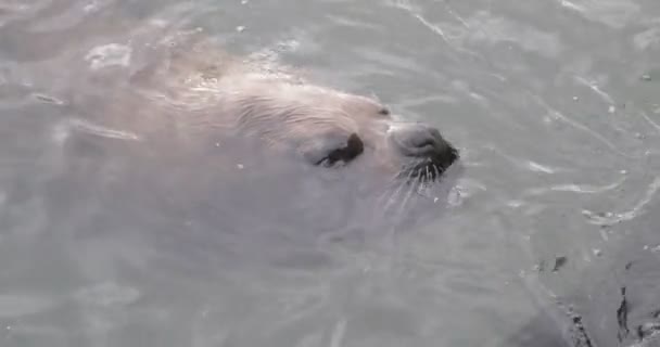 Close up de lindo lobo-do-mar espreitando para fora da superfície da água. Natação de mamíferos em ambiente natural. Detalhe de olhos e bigodes. Punta del Este port, Maldonado, Uruguai — Vídeo de Stock