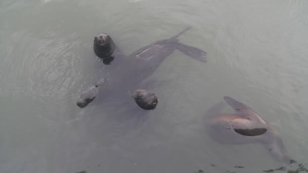 Langzame beweging van een groep mooie zeewolf die uit het wateroppervlak gluurt. Zoete zoogdieren familie zwemmen en staren naar de camera. Haven van Punta del este, Maldonado, Uruguay — Stockvideo