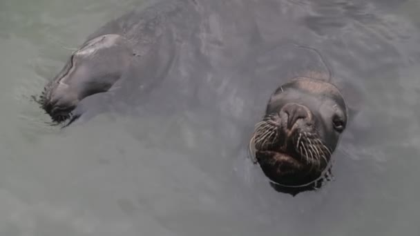 Lassú mozgás, ahogy két gyönyörű tengeri farkas kikandikál a vízfelszínről. Természetes környezetben úszó emlősök. Szemek és bajszok részletei. Punta del Este kikötő, Maldonado, Uruguay