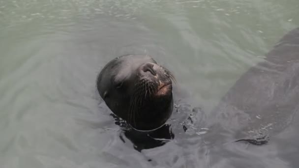 Langzame beweging van close-up van mooie zeewolf gluren uit het wateroppervlak. Zoogdieren zwemmen in een natuurlijke omgeving. Detail van ogen en snorharen. Haven Punta del Este, Maldonado, Uruguay — Stockvideo