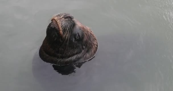 Närbild av härlig sjövarg som kikar ut vattenytan och vilar med slutna ögon. Däggdjur avslappnade i naturlig miljö. Detalj av ögon och morrhår. Punta del Este hamn, Maldonado, Uruguay — Stockvideo