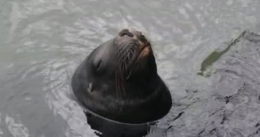 Su yüzeyinden süzülen ve gözleri kapalı dinlenen sevimli deniz kurduna yaklaş. Memeliler doğal ortamda rahatlar. Gözlerin ve bıyıkların ayrıntıları. Punta del Este Limanı, Maldonado, Uruguay