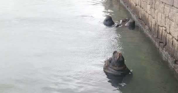 Группа морских волков, выглядывающих на поверхность воды и отдыхающих с закрытыми глазами на скалистой набережной. Млекопитающие расслаблены в естественной среде. Порт Пунта дель Эсте, Мальдонадо, Уругвай — стоковое видео