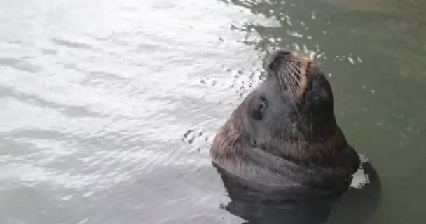 Sluiten van mooie zeewolf gluren uit het wateroppervlak en rusten met gesloten ogen. Zoogdier ontspannen in een natuurlijke omgeving. Detail van ogen en snorharen. Haven Punta del Este, Maldonado, Uruguay — Stockvideo