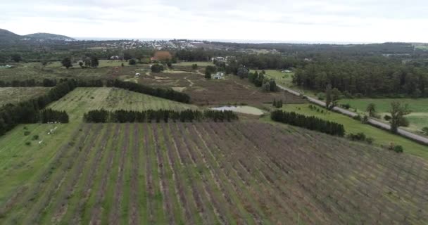 Scena lotnicza dronów rolniczych jesienią na wsi. Wzgórza, morze i miasto w tle. Piriapolis, Urugwaj — Wideo stockowe