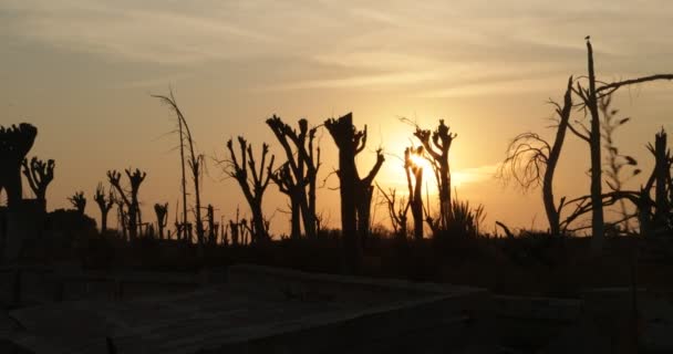 Wandelen door silhuetten van bomen en constructies puin van vernielde en verlaten stad oranje volume licht achter gebouwen. Zonsopgang op de achtergrond. Grijze weelderige landschap van Epecuen stad — Stockvideo