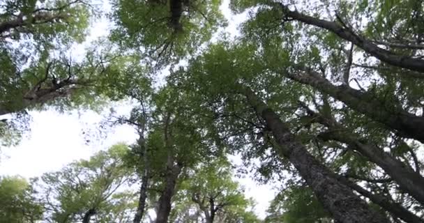 Mirando arriba a las copas de los árboles desde el interior de los bosques de nothofagus. Cámara giratoria que muestra la textura natural de ramas y hojas. Patagonia, Argentina . — Vídeos de Stock