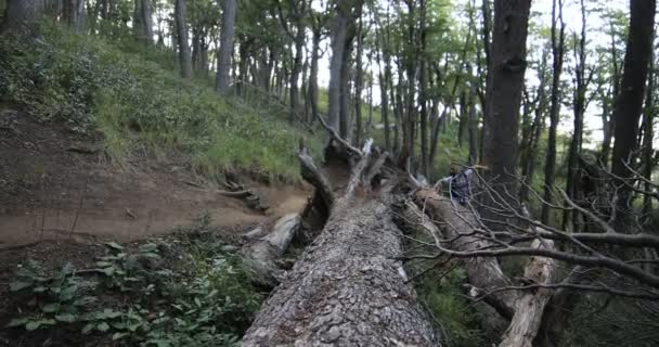 野生の森で若い男のハイキング、倒木の幹に沿って歩いてください。背景には古い野生のノトファガスの森。アルゼンチンのパタゴニア — ストック動画