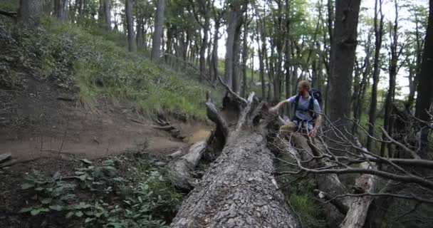 Young man hiking at wild woods, walking along fallen tree trunk. Close up of feet. Old wild nothofagus forest at background. Patagonia, Argentina — Stock Video