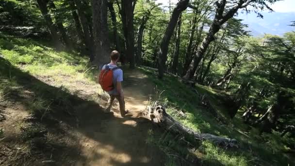 Scène au ralenti d'un groupe de randonneurs descendant la montagne le long d'un sentier. Marcher le long des bois de nothofagus. Paysage sauvage dans le parc national Lanin. Patagonie, Argentine — Video