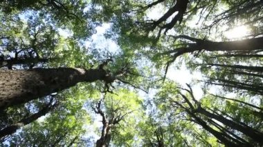 Nothofagus ormanının içinden ağaçların tepesine bakıyorum. Dönen kamera dalların ve yaprakların doğal dokusunu gösteriyor. Patagonya, Arjantin. Yavaş çekim