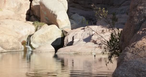 Detail of small fall and lake in rocky background. Brunches and leaves of bush moving with the wind. Clear reflection with movement of ripples. Hualco canyon, Rioja Province, Argentina — Stock Video